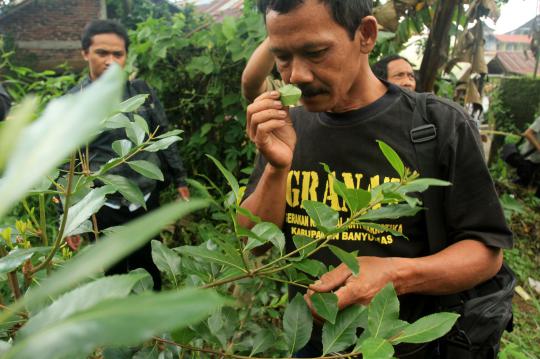 Polres Banyumas musnahkan ladang tanaman khat