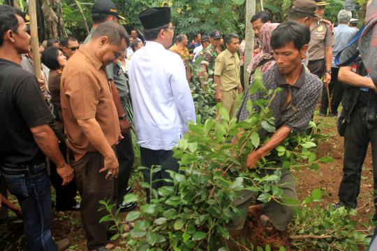 Polres Banyumas musnahkan ladang tanaman khat