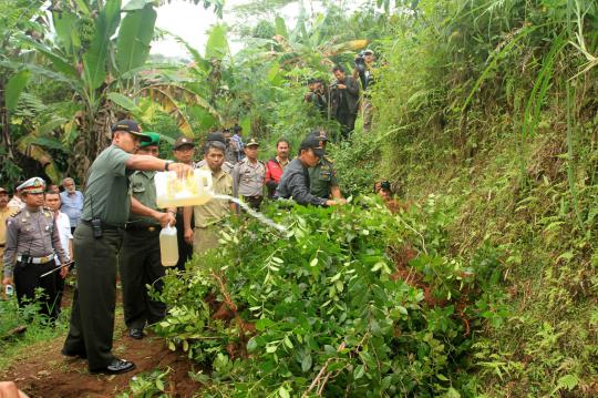 Polres Banyumas musnahkan ladang tanaman khat
