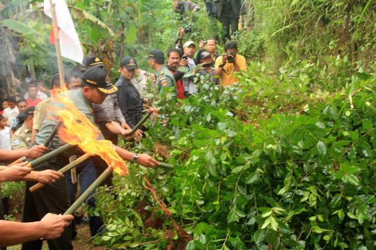 Polres Banyumas musnahkan ladang tanaman khat