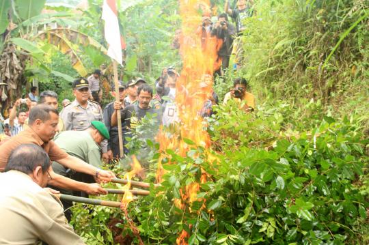 Polres Banyumas musnahkan ladang tanaman khat