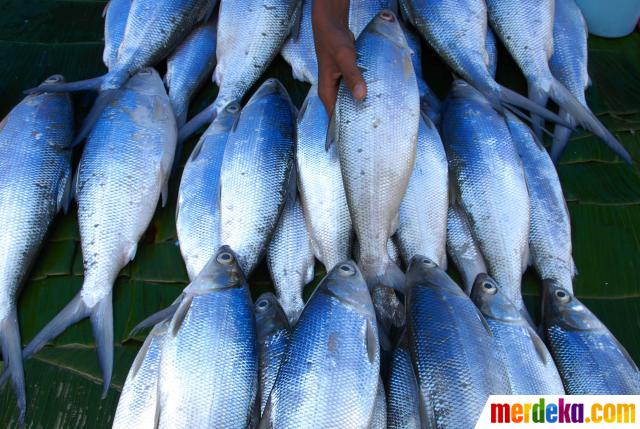 Foto : Jelang Imlek, harga Ikan Bandeng mengalami kenaikan 