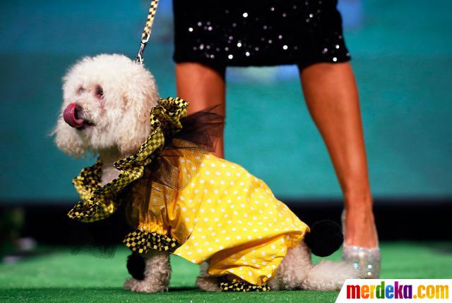 Foto : Anjing-anjing lucu ini bergaya ala model merdeka.com