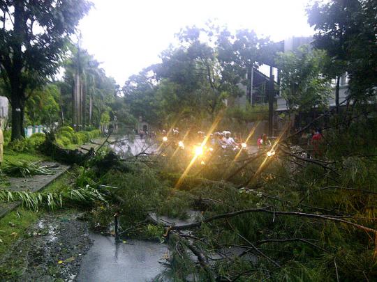 Kota Solo diserang badai, ratusan pohon tumbang