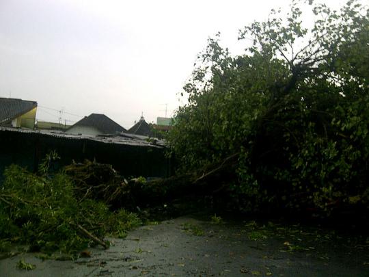 Kota Solo diserang badai, ratusan pohon tumbang