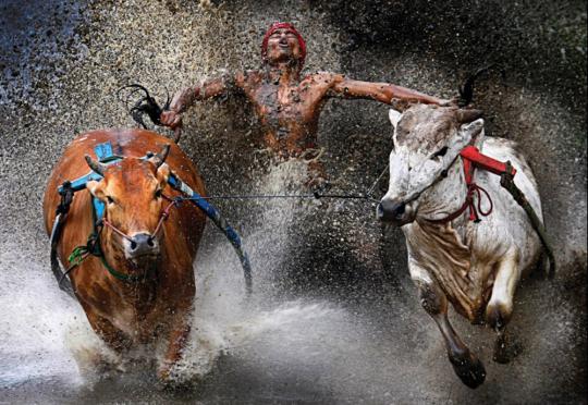 Inilah karya foto terbaik 2012 pilihan World Press Photo