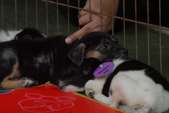 Pet Adoption Day di Taman Langsat