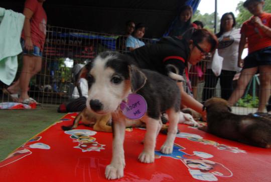 Pet Adoption Day di Taman Langsat