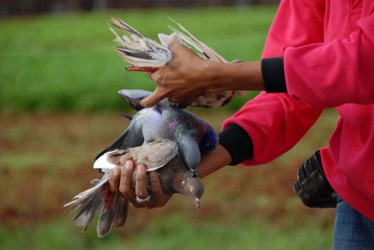 Pecinta merpati tinggi di kawasan Cakung