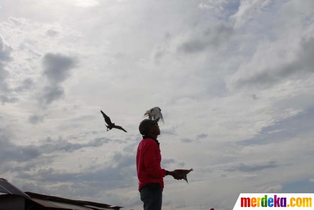 Foto Pecinta Merpati Tinggi Di Kawasan Cakung Merdeka Com