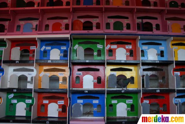 Foto Pecinta Merpati Tinggi Di Kawasan Cakung Merdeka Com