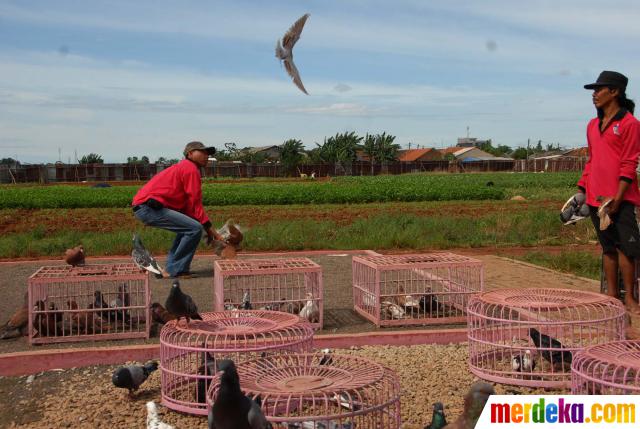 Foto Pecinta Merpati Tinggi Di Kawasan Cakung Merdeka Com