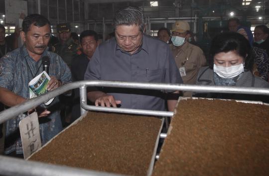 Presiden SBY tinjau perkebunan teh PTPN Pemalang