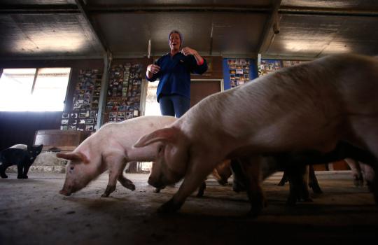 Petani Australia beternak babi di dalam rumah
