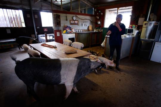 Petani Australia beternak babi di dalam rumah
