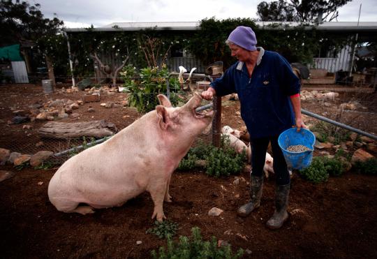 Petani Australia beternak babi di dalam rumah