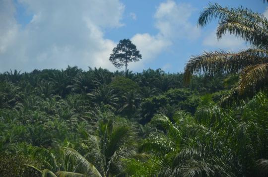 Kebun kelapa sawit tempat pertempuran Malaysia vs penyusup Sulu