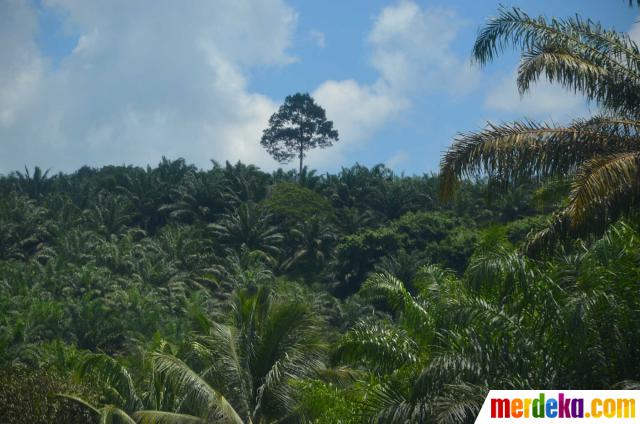 Foto : Kebun kelapa sawit tempat pertempuran Malaysia vs 