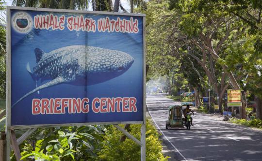 Menikmati alam bawah laut bersama kumpulan ikan hiu paus