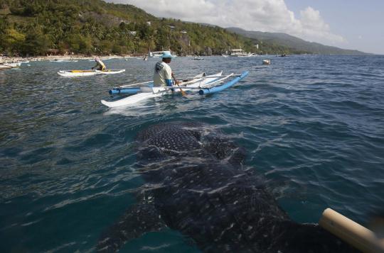 Menikmati alam bawah laut bersama kumpulan ikan hiu paus