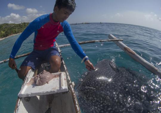 Menikmati alam bawah laut bersama kumpulan ikan hiu paus