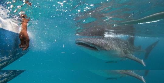 Menikmati alam bawah laut bersama kumpulan ikan hiu paus