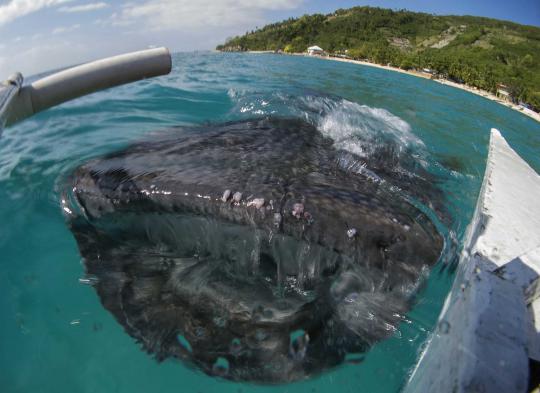 Menikmati alam bawah laut bersama kumpulan ikan hiu paus