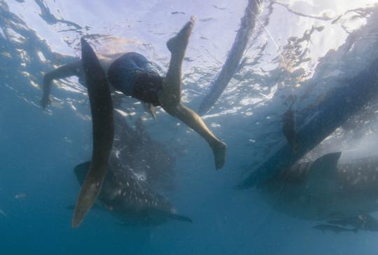 Menikmati alam bawah laut bersama kumpulan ikan hiu paus