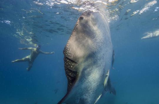 Menikmati alam bawah laut bersama kumpulan ikan hiu paus