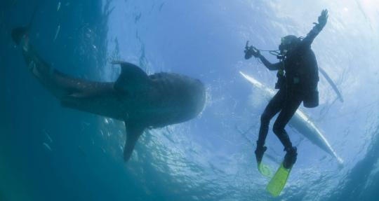 Menikmati alam bawah laut bersama kumpulan ikan hiu paus