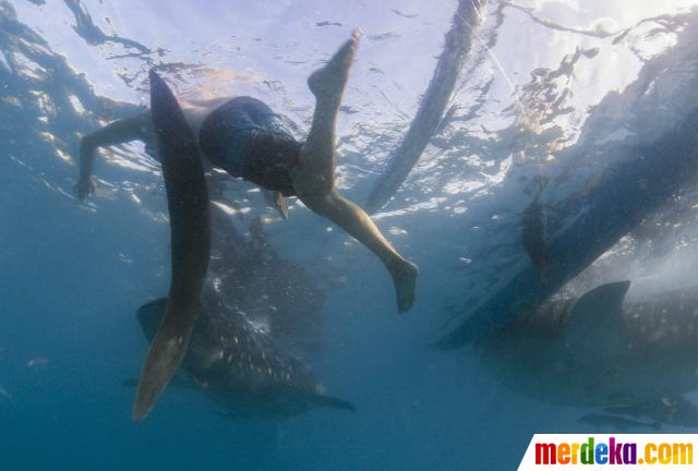  Foto  Menikmati alam bawah  laut  bersama kumpulan ikan  hiu 