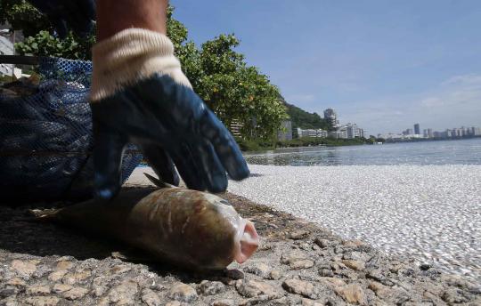 Ribuan ikan mati akibat tercemar polusi