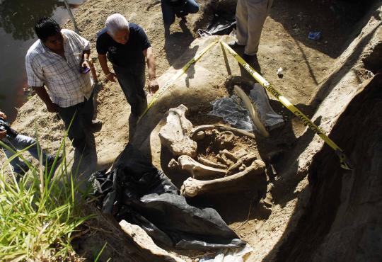 Penemuan 12 fosil 'Mastodon' gajah purba berusia 12.000 tahun