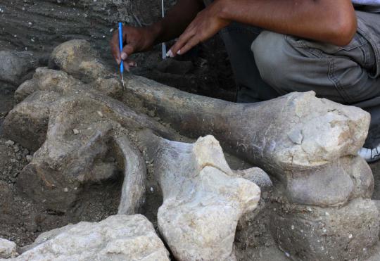 Penemuan 12 fosil 'Mastodon' gajah purba berusia 12.000 tahun