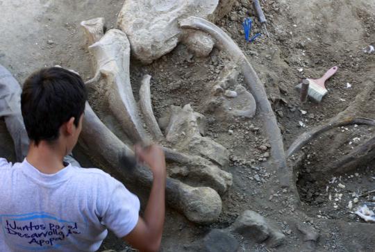 Penemuan 12 fosil 'Mastodon' gajah purba berusia 12.000 tahun