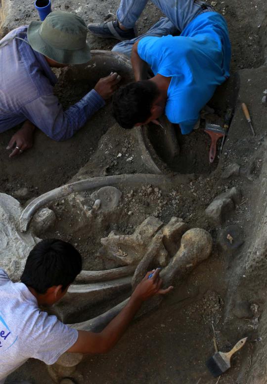 Penemuan 12 fosil 'Mastodon' gajah purba berusia 12.000 tahun