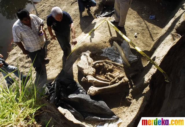 Foto Penemuan 12 fosil Mastodon gajah  purba  berusia 12 