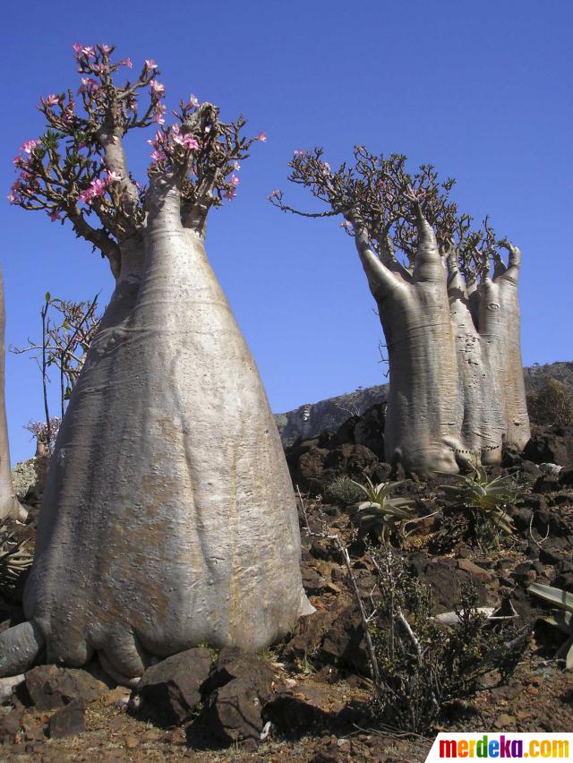 Foto Keindahan Pulau Socotra Di Tengah Samudera Hindia Merdeka Com