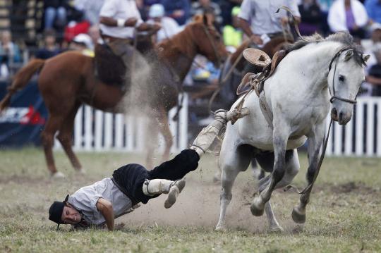 Aksi mendebarkan para gaucho, si penunggang kuda liar