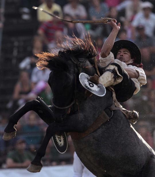 Aksi mendebarkan para gaucho, si penunggang kuda liar