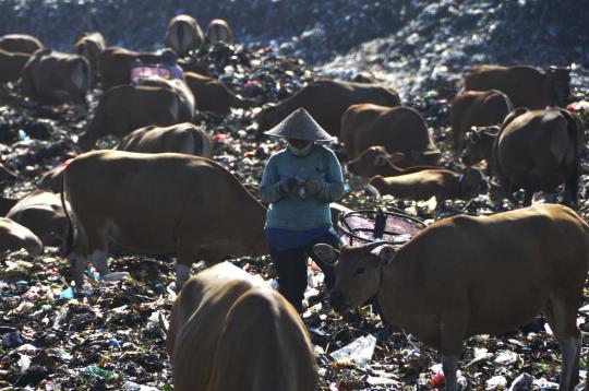 Volume sampah di TPA Suwung setiap tahun terus meningkat