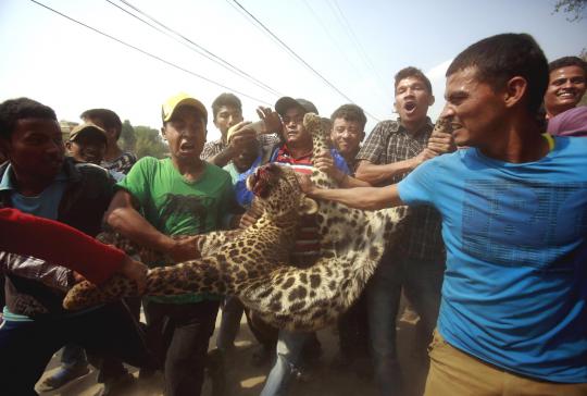 Dianggap meresahkan, seekor macan tutul mati dibunuh warga
