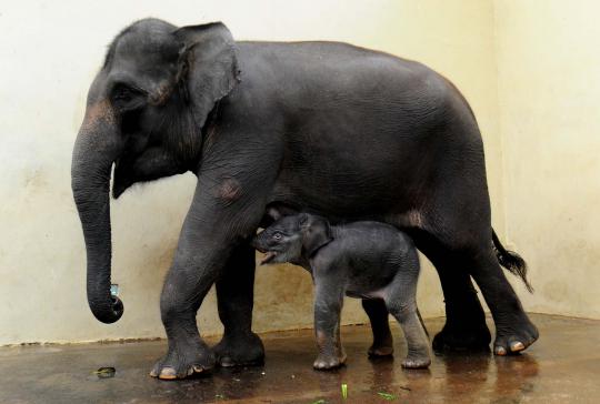 Kelahiran bayi gajah Sumatera di Taman Safari Indonesia