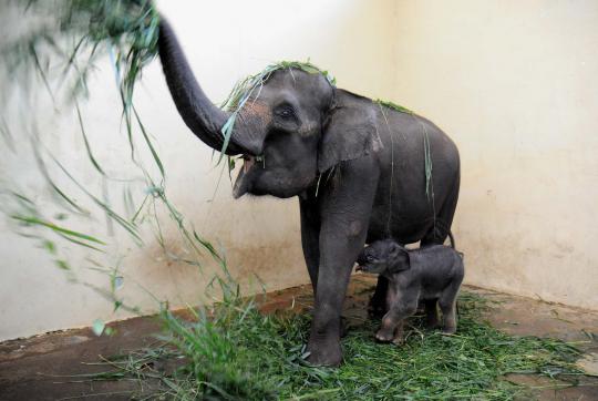 Kelahiran bayi gajah Sumatera di Taman Safari Indonesia