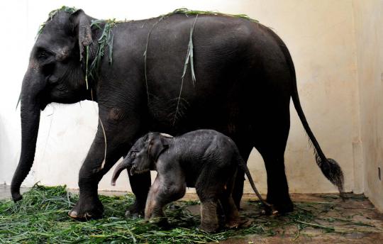 Kelahiran bayi gajah Sumatera di Taman Safari Indonesia