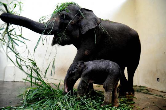 Kelahiran bayi gajah Sumatera di Taman Safari Indonesia