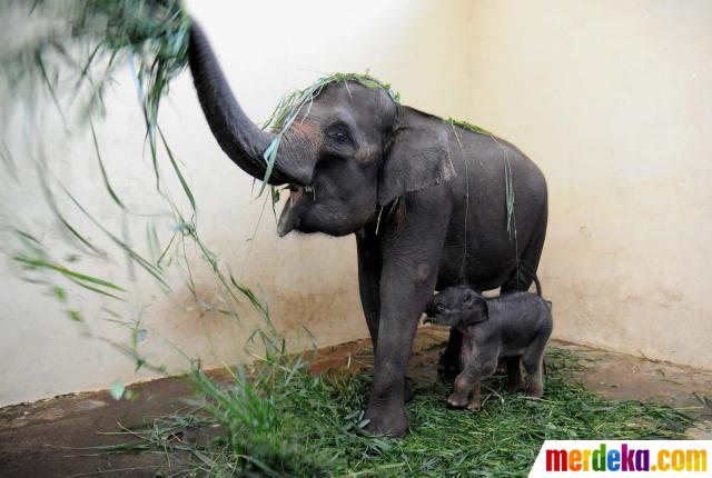 Foto : Kelahiran bayi gajah Sumatera di Taman Safari 