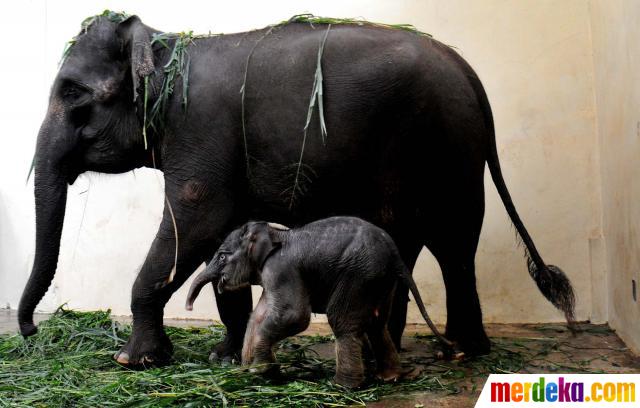 Foto Kelahiran Bayi Gajah Sumatera Di Taman Safari