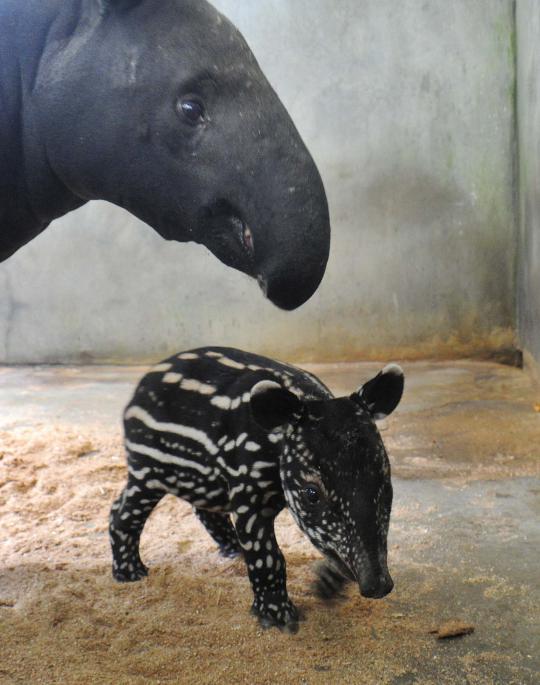 Lucunya bayi tapir di Taman Safari Bogor