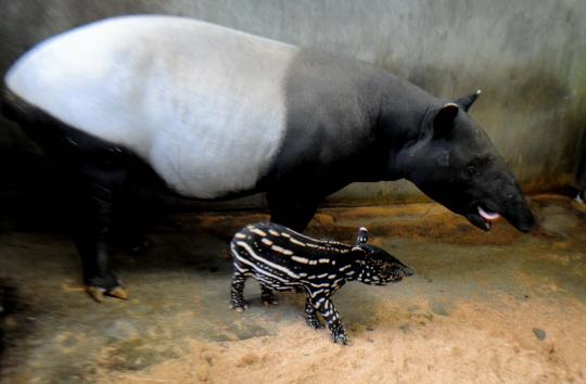 Lucunya bayi tapir di Taman Safari Bogor